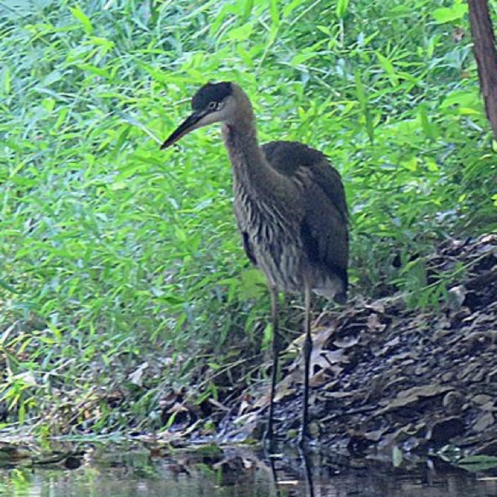 Meet your Posher, Barbara